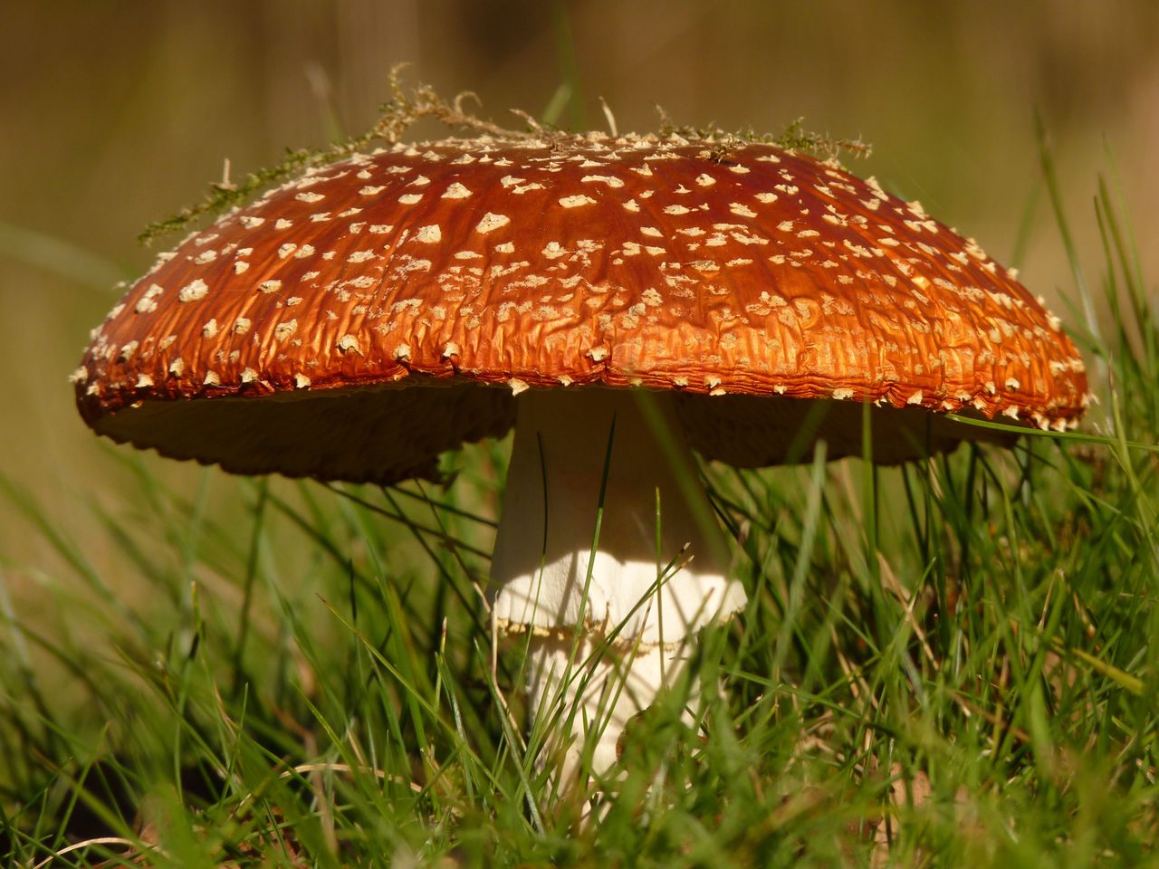 menu-01 Detailed view of a red Amanita muscaria mushroom in a grassy setting.