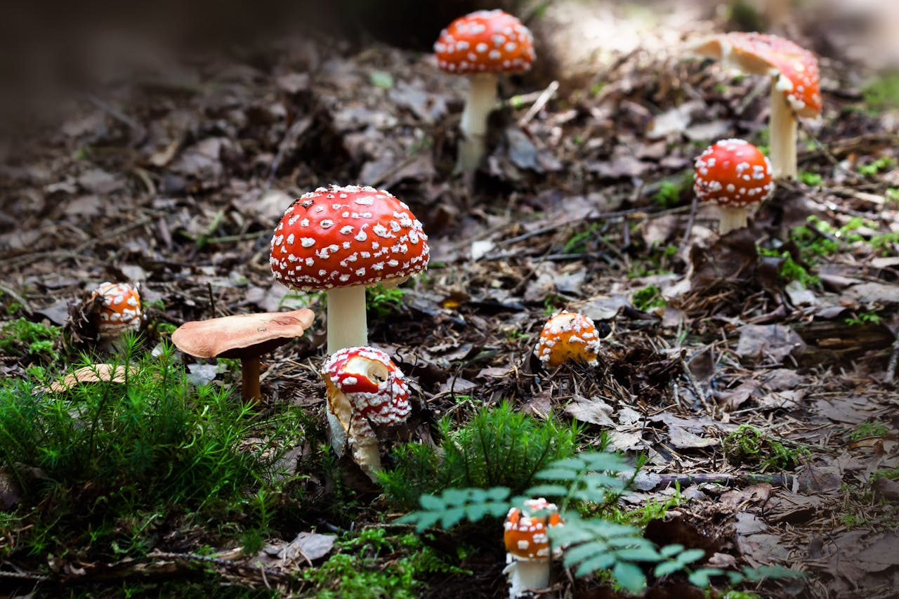 A cluster of vivid red Amanita muscaria mushrooms in a lush forest setting, surrounded by moss and leaves.