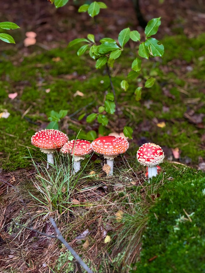 Cluster of red and white fly agaric mushrooms in a lush, natural forest environment.