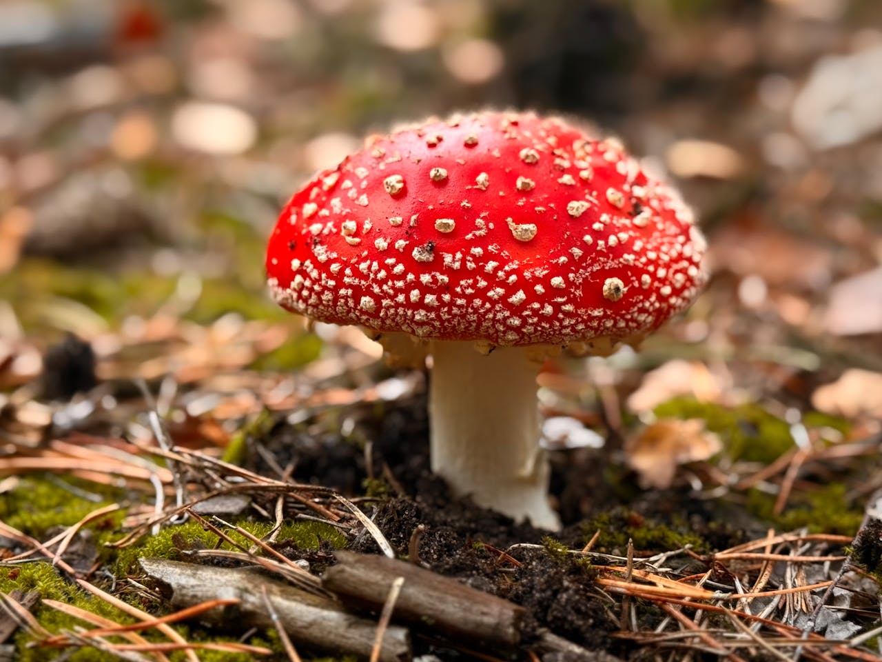 menu-02 Close-up of a vivid red Amanita mushroom on a forest floor in autumn, showcasing nature's beauty.
