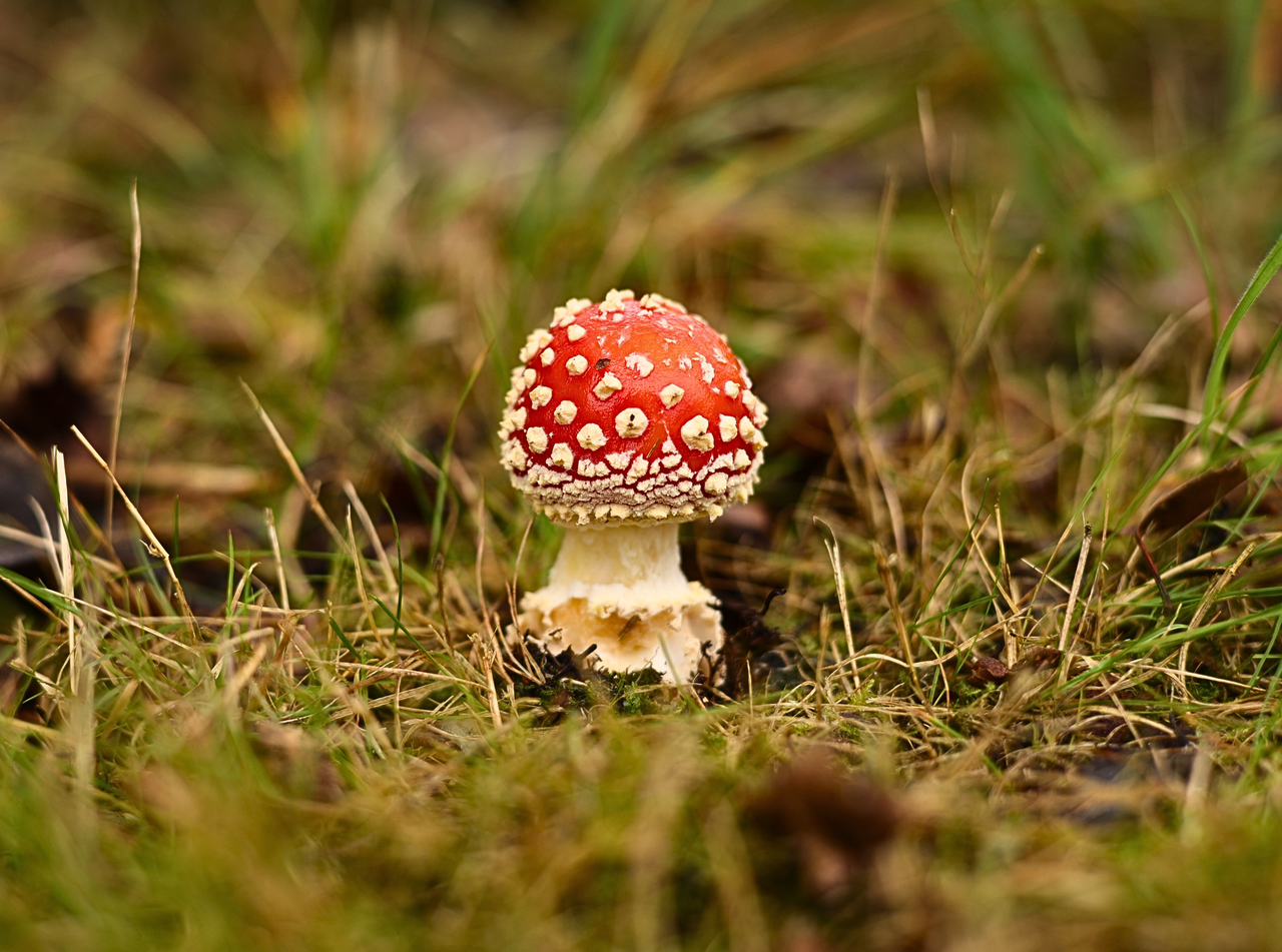 menu-08 Close-up of a vibrant red fly agaric mushroom in a grassy field in Turnhout, Belgium.