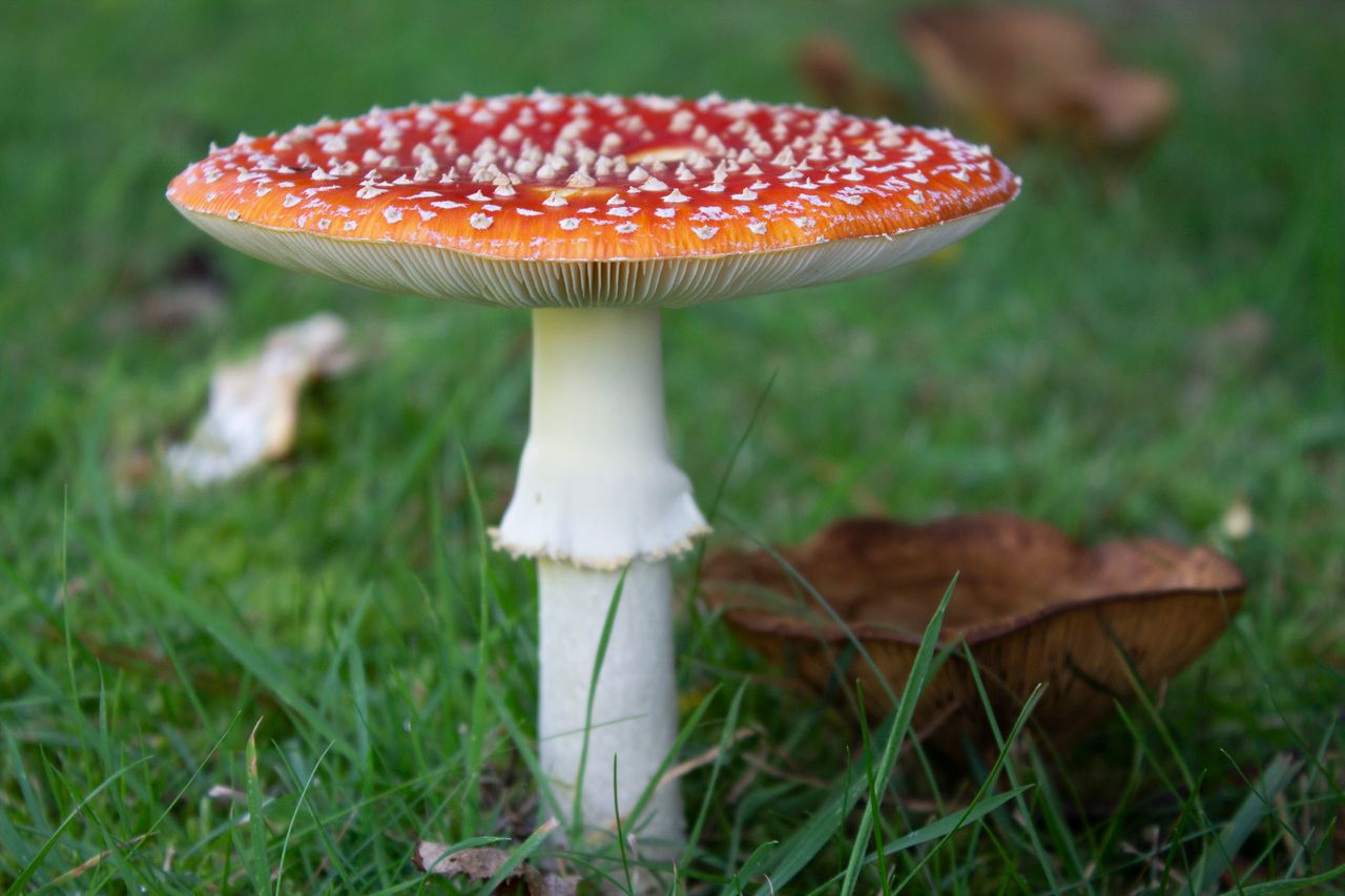 Close-up of a vibrant fly agaric mushroom in lush green grass, showcasing its iconic red cap with white spots.