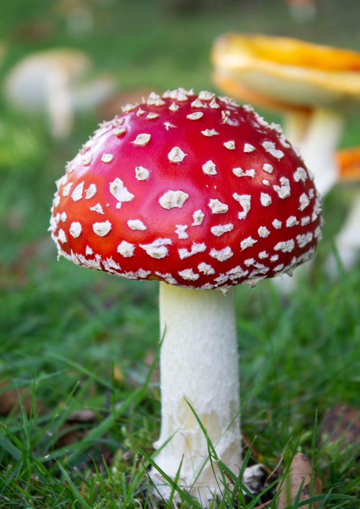 Close-up of a red and white fly agaric mushroom in lush English forest grass.
