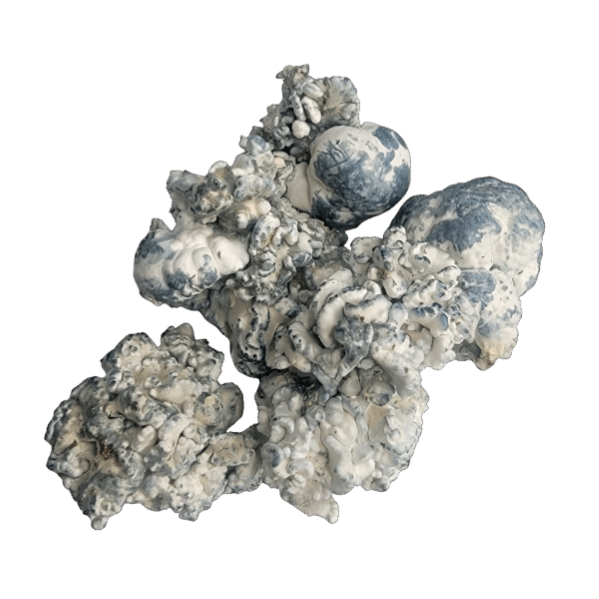 enigma shrooms 600x600 enigma shrooms 600x600