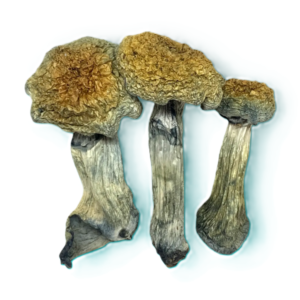 natalensis dehydrated 600x600